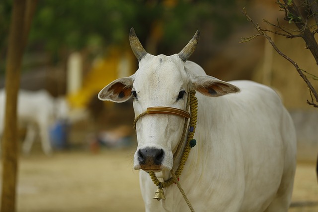 दैनिक गौ सेवा