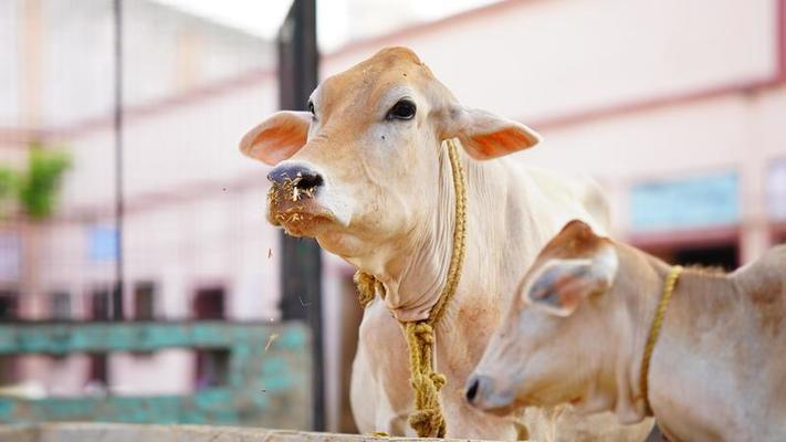 मासिक गौ दत्तक