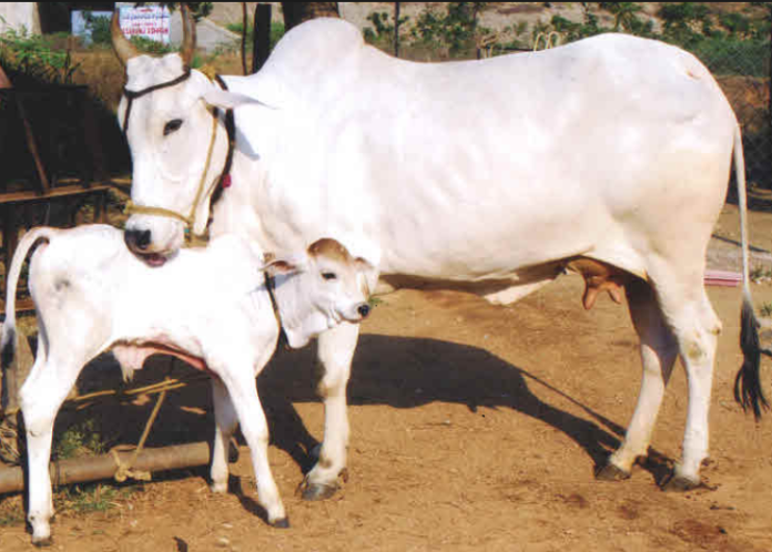 वार्षिक गौ दत्तक