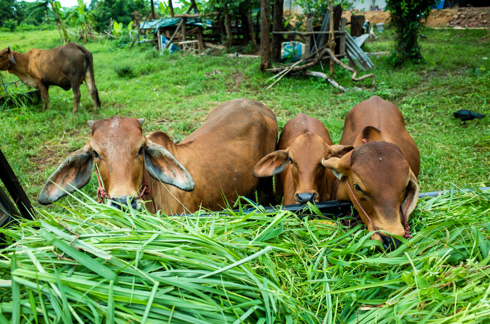 चारा दान