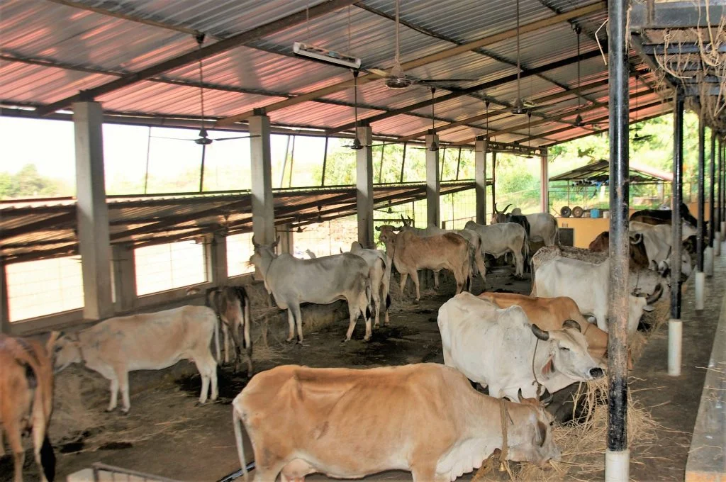 आश्रय निर्माण