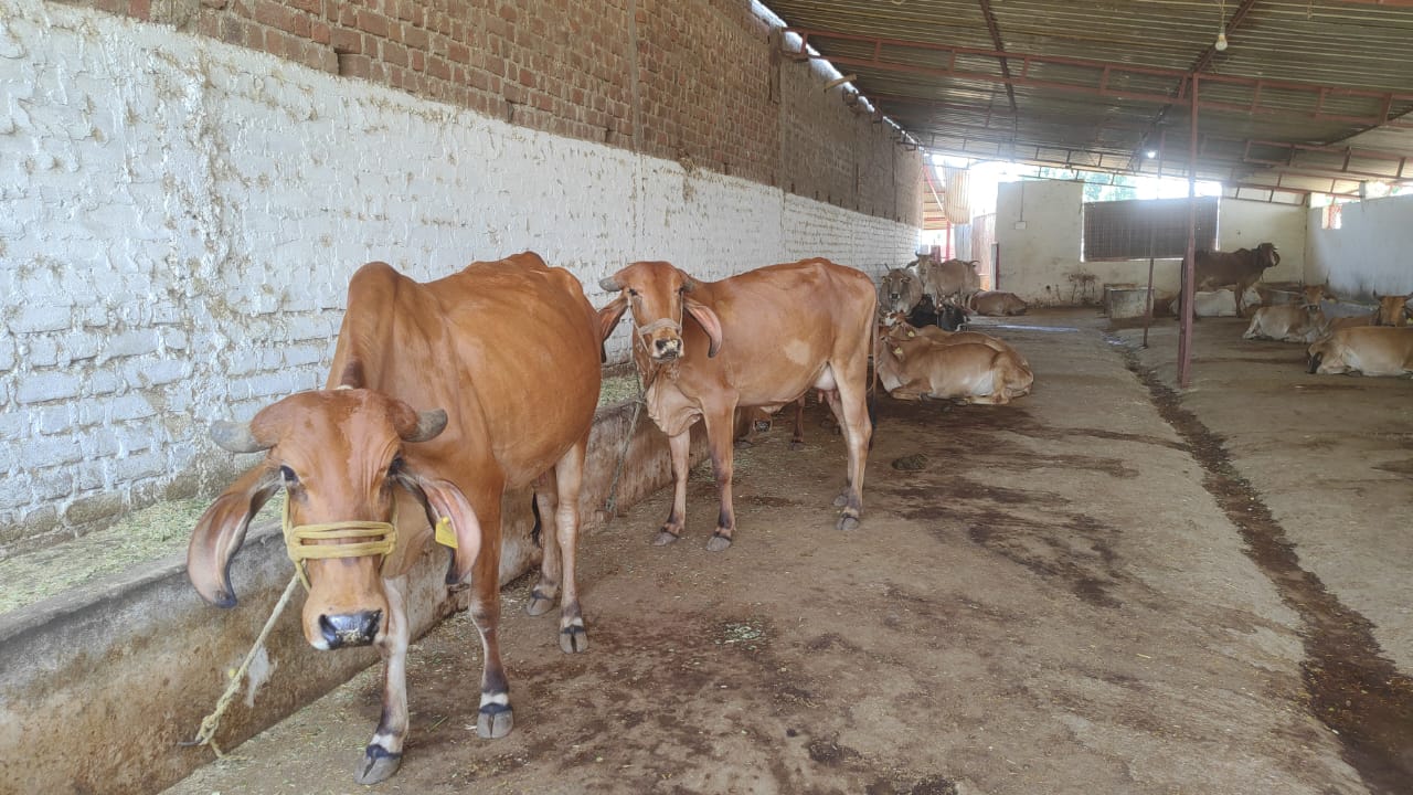 गौशाला