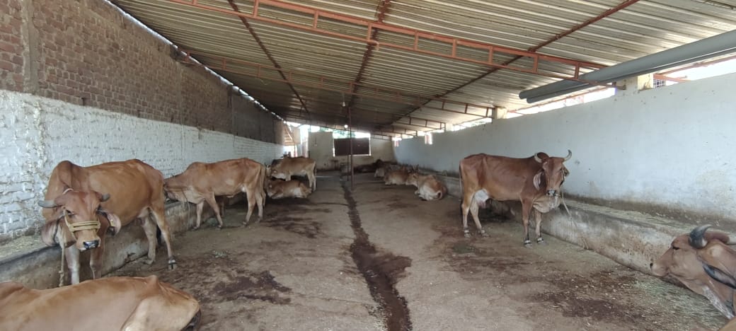 गौशाला
