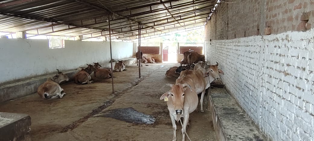 गौशाला