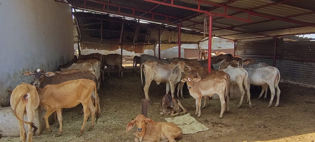 गौशाला