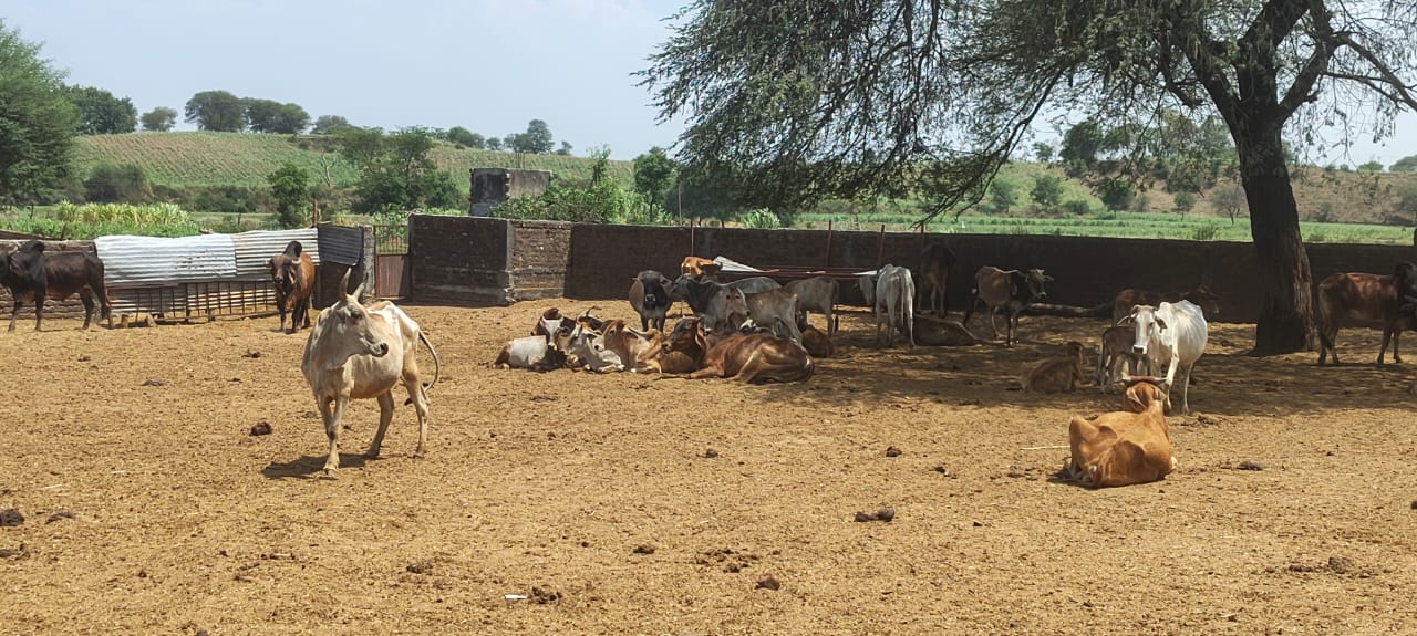 गौशाला
