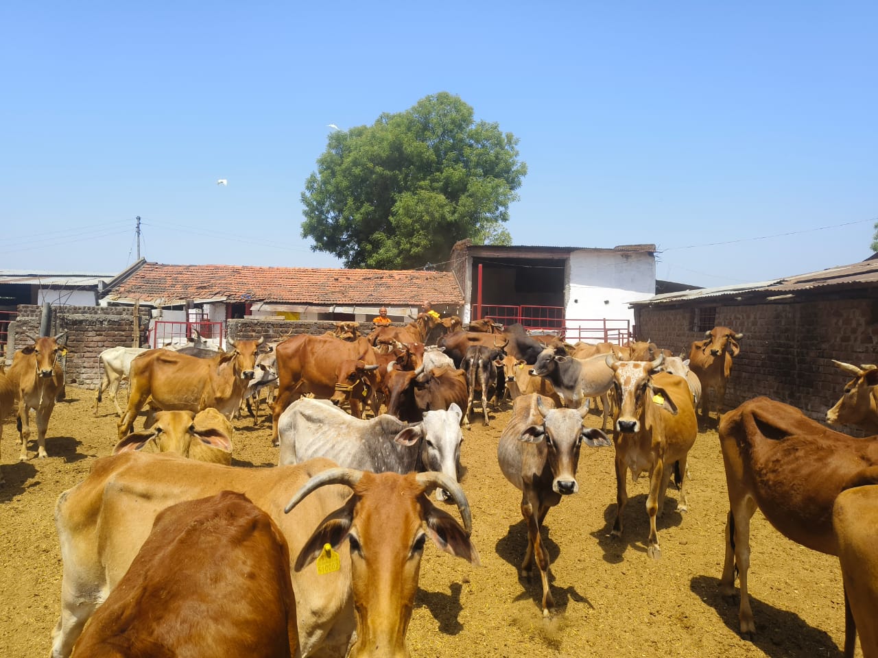गौशाला