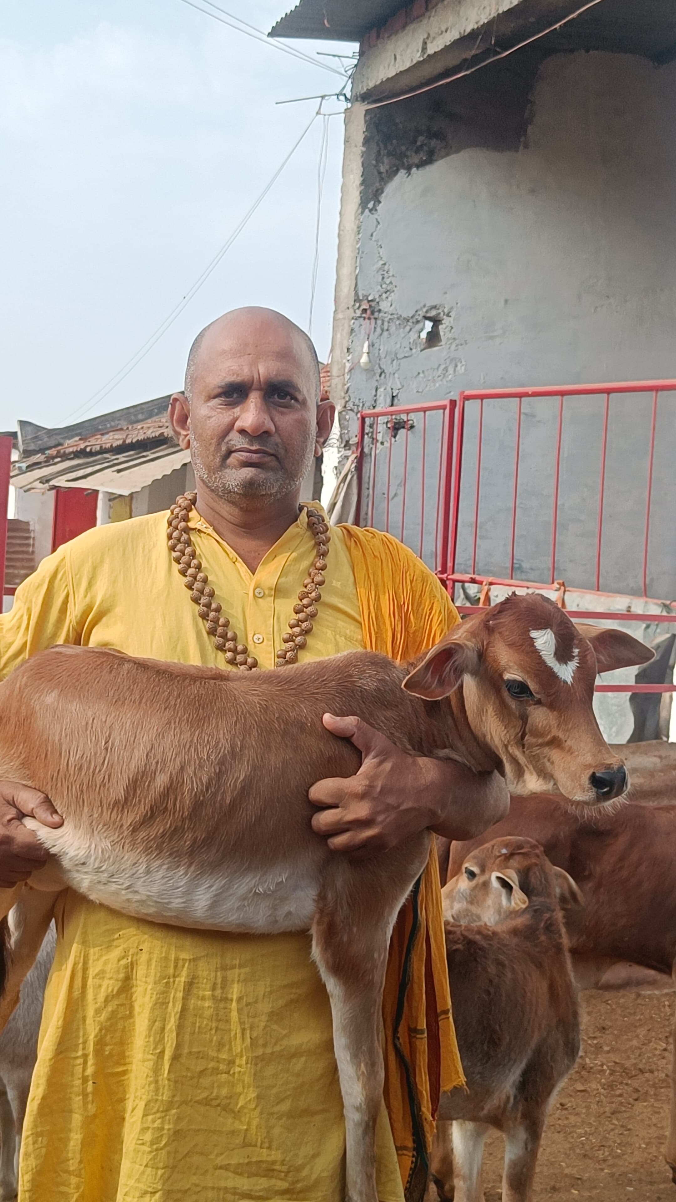 स्वयंसेवक गौ सेवा करते हुए