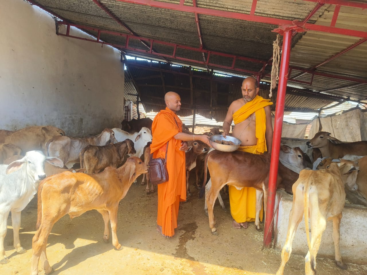 स्वयंसेवक गौ सेवा करते हुए