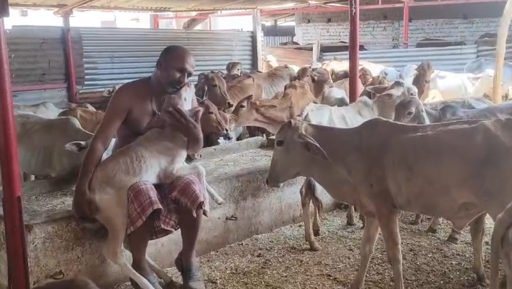 स्वयंसेवक गौ सेवा करते हुए