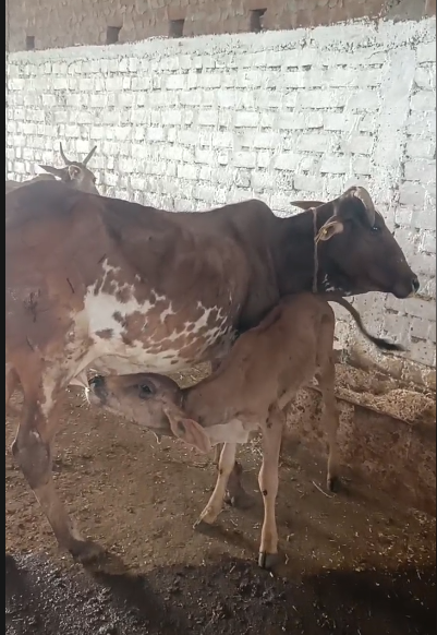 गौ माता और बछड़ा