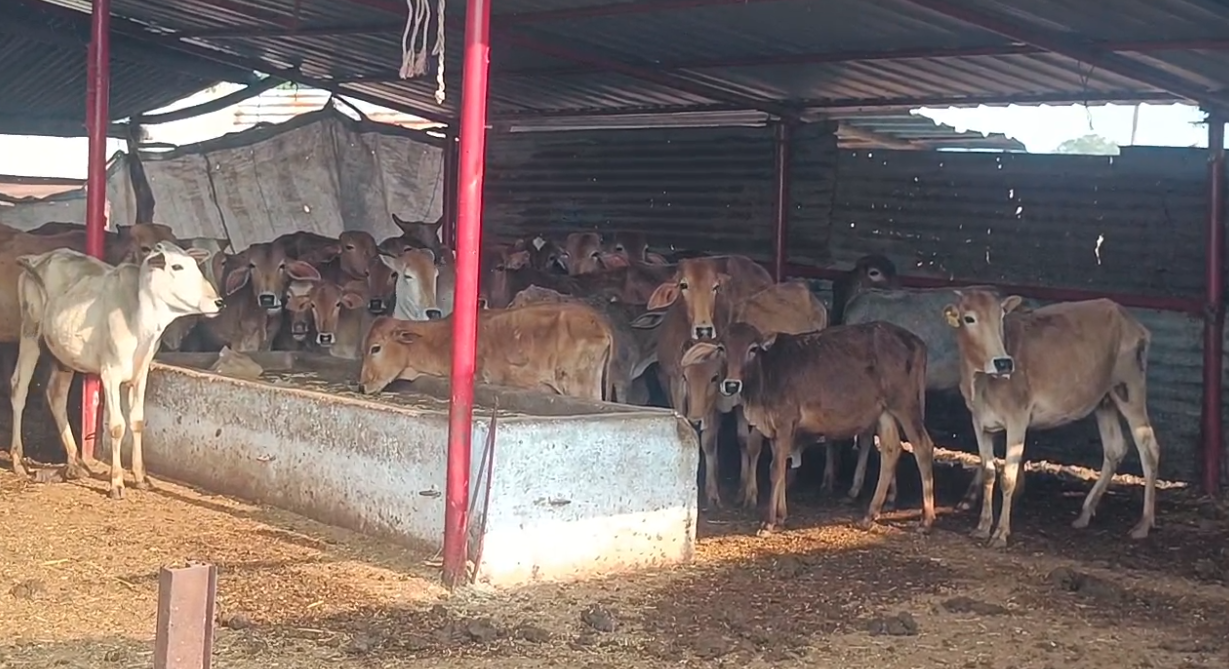 गौ माता का समूह