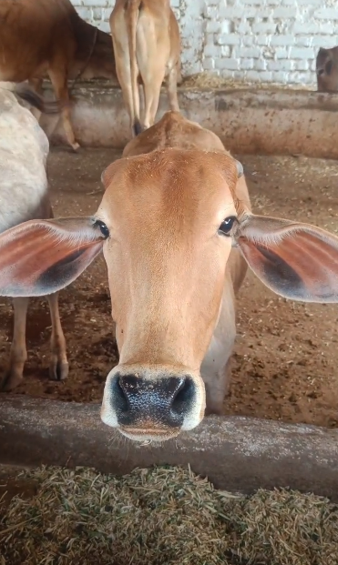 गौशाला में गौ माता