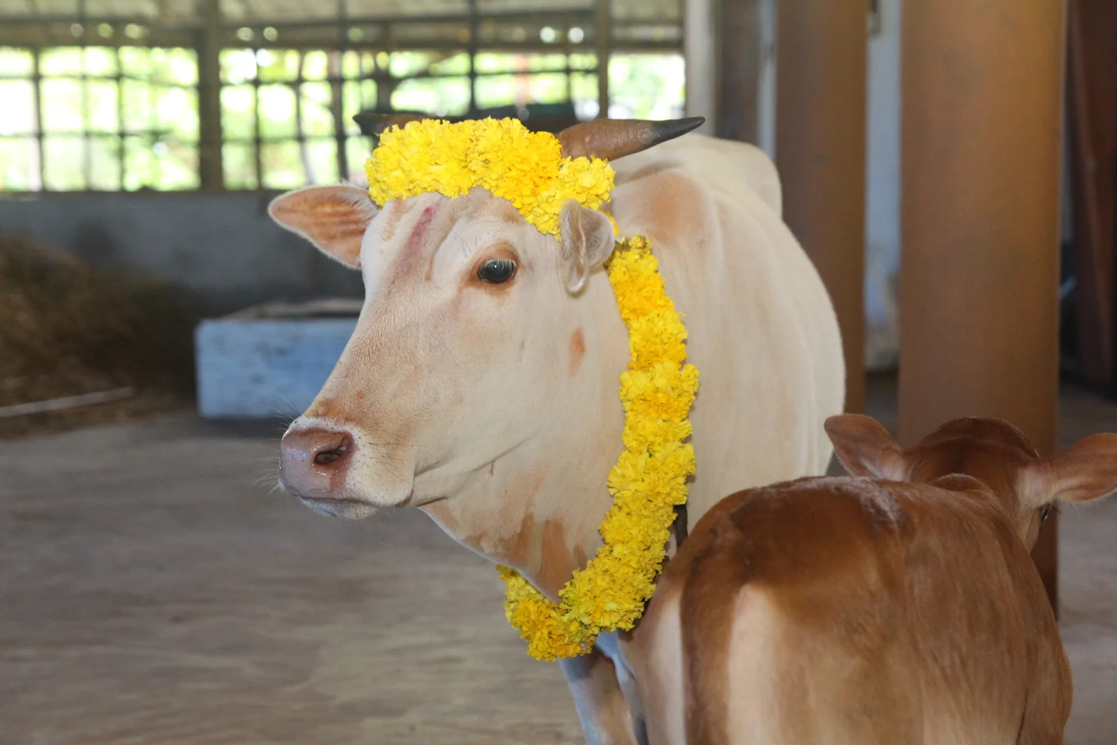 वार्षिकोत्सव पूजा