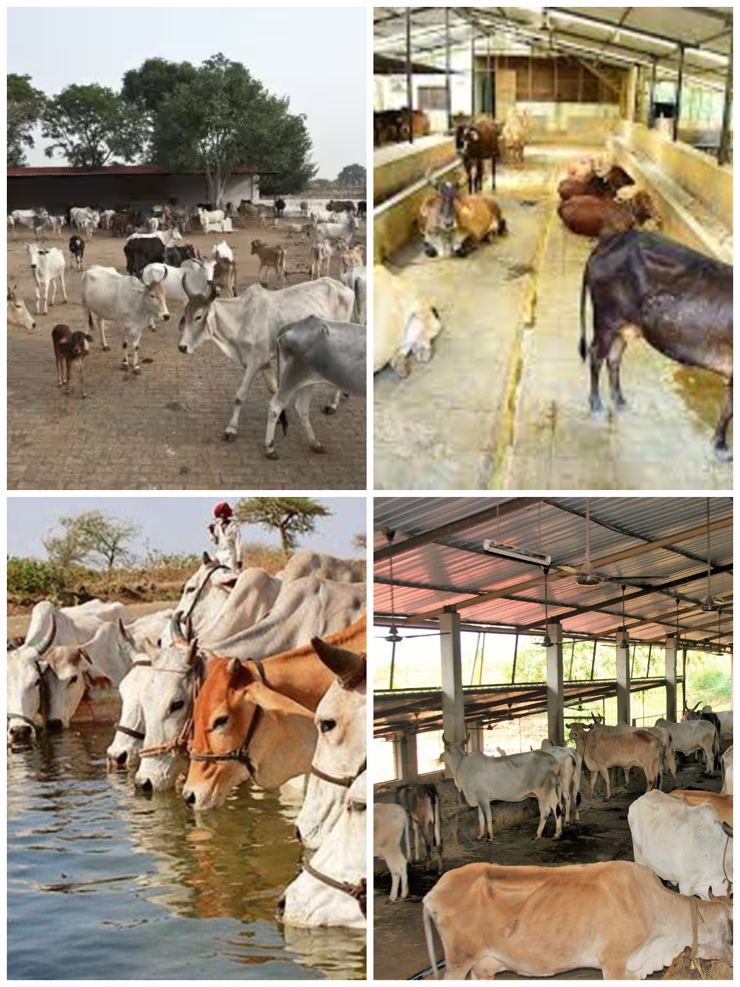 गौशाला निर्माण